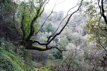 Manolates monopathi