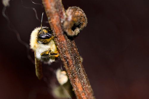 Abeille occupée