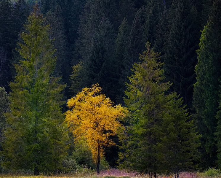 Golden Tree by Elke Holinski