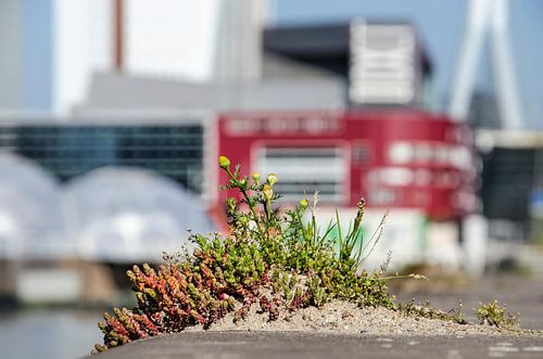 Urban nature on a Rotterdam quay