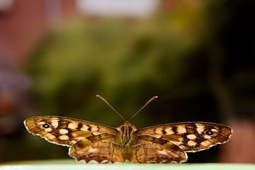 Porträt eines Schmetterlings von Henk Egbertzen