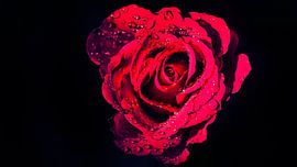 Natte rode Roos op zwarte achtergrond van Martijn van Dellen