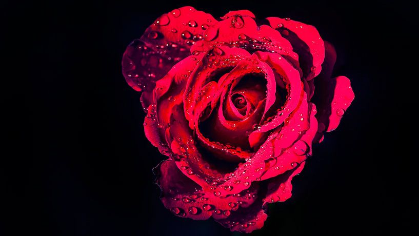 Rose rouge humide sur fond noir par Martijn van Dellen