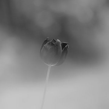 zwarte tulp tegen donkere bokeh  achtergrond van foto by rob spruit