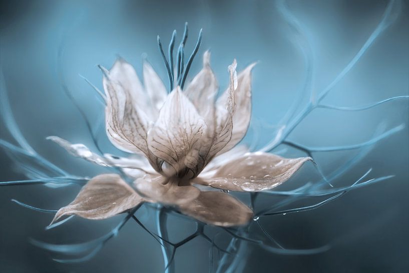 *Nigella* van Mandy Disher