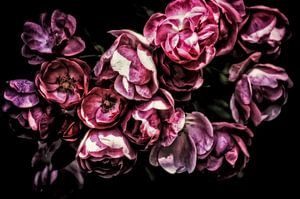 Romantic Vintage Roses