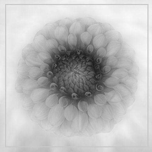 Fleur de dahlia en noir et blanc