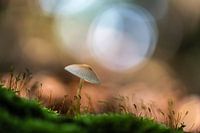 Mushroom in the moss