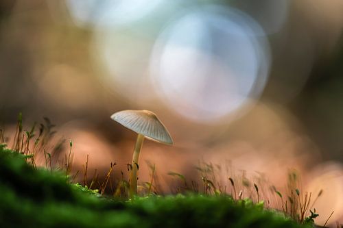 Mushroom in the moss