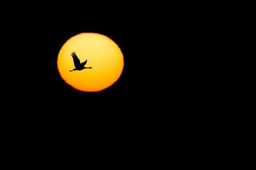 Kranich in der aufgehenden Sonne