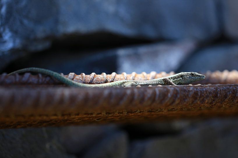 Eidechse in der Sonne liegend von Photo Pim