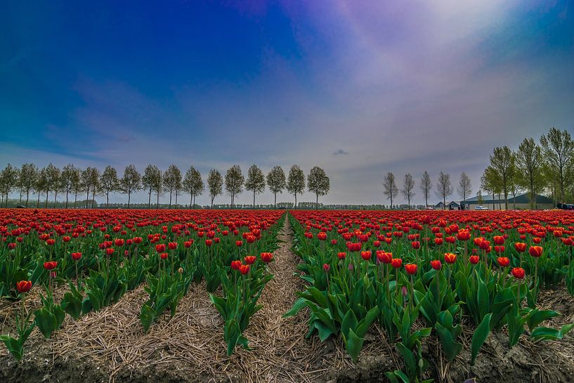 Beautiful red tulips by Patrick Verhoef
