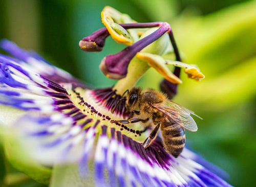 Bij op een passiebloem van Daniëlle Langelaar Photography