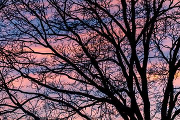 Baumsilhouette bei Sonnenuntergang von Evelyne Renske