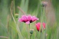 Roze Papaver von Marjan Kooistra Miniaturansicht