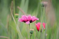 Roze Papaver