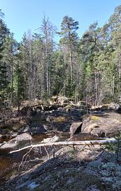 brook in sweden by Geertjan Plooijer