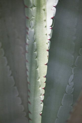Agave