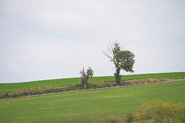 Un arbre à l'horizon