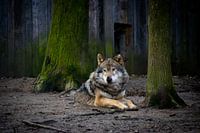Liggende wolf in dierentuin