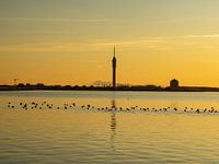 Tower of Lelystad