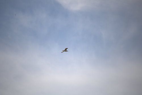 Seagull Sky