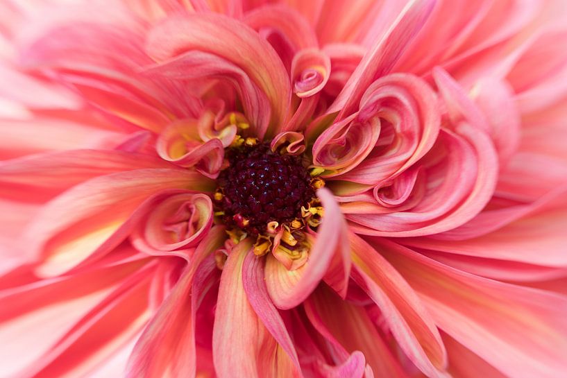 I may seem shy, but I think I'm beautiful! by Monique van Helden