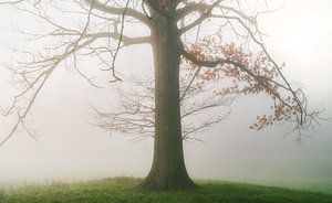 Het verhaal van het leven van Loris Photography