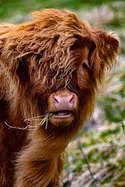 Schottischer Highlander Kalb