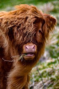 Schottischer Highlander Kalb