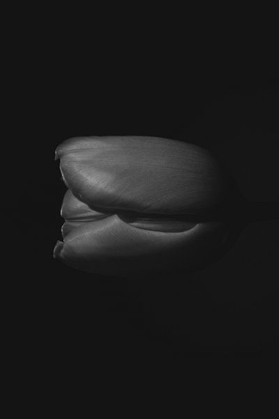 Tulip in the shade by Foto Studio Labie
