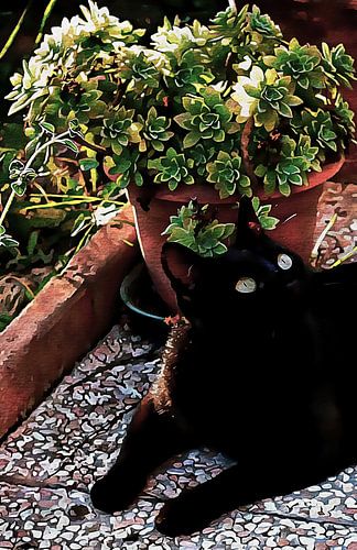 Zwarte kat met vetplant