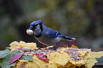 Een blauwe gaai bij de feeder in de herfst van Claude Laprise