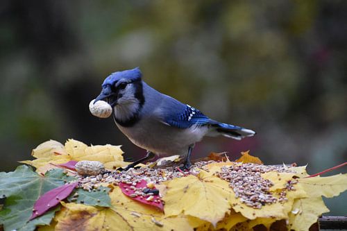 Een blauwe gaai bij de feeder in de herfst
