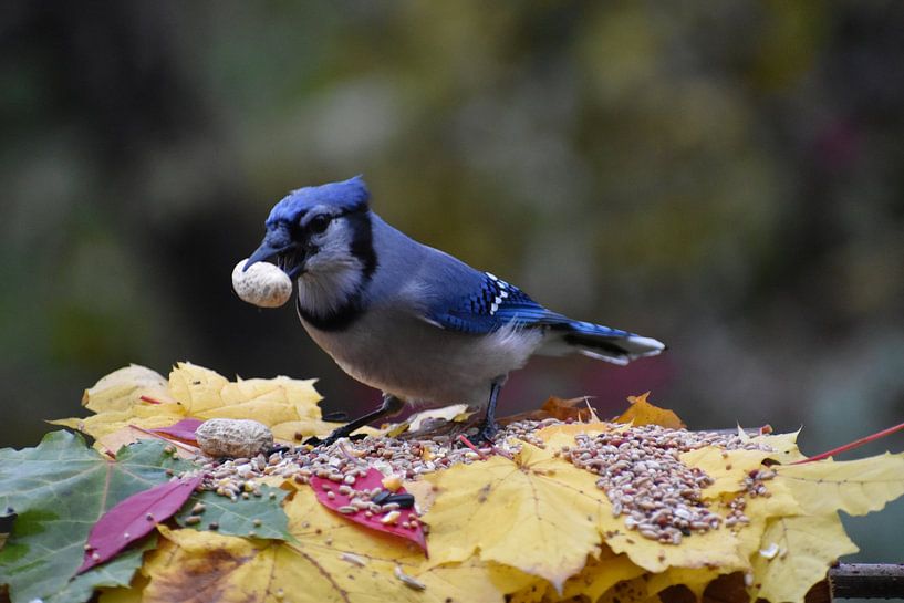 A blue jay at the feeder in autumn by Claude Laprise