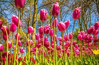 Colourful purple tulips