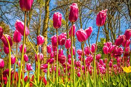 Tulipes violettes colorées