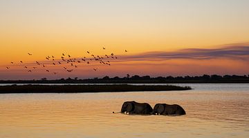 Chobe National Park van Veerle Beeckmans