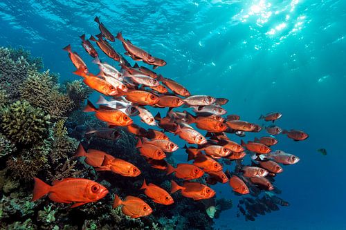 Ein Schwarm Großaugenbarsche im Sonnenuntergang.