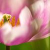 In kijkje in een roze-witte tulp van Wendy van Kuler Fotografie