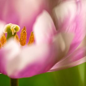 Inside look at a pink and white tulip by Wendy van Kuler Fotografie