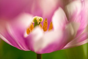 Inside look at a pink and white tulip