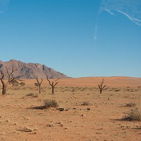 Green in the Desert sur Miranda Zwijgers