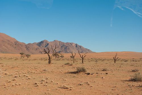 Groen in de woestijn