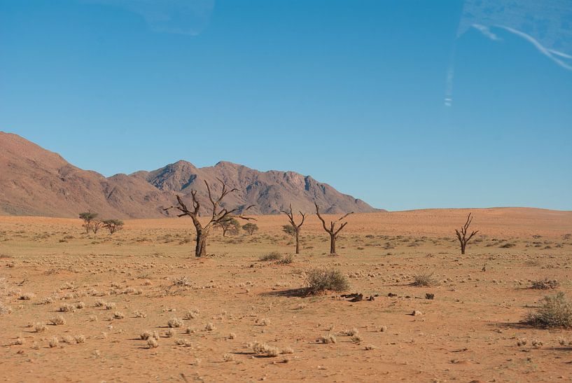 Groen in de woestijn von Miranda Zwijgers