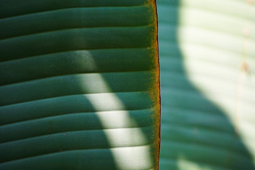 Palmenblatt mit Schatten von Niek Traas