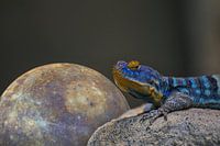 Iguane bleu des rochers avec Mercure