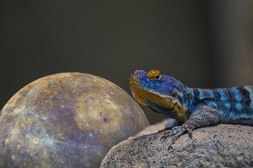 Blauwe Rotsleguaan met Kwik
