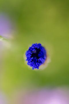 Blue Lagoon by QEIMOY