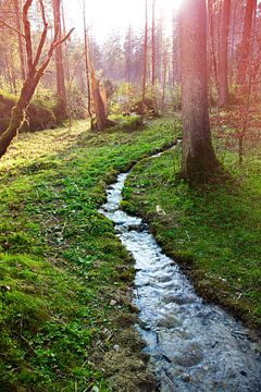 Un ruisseau dans la forêt